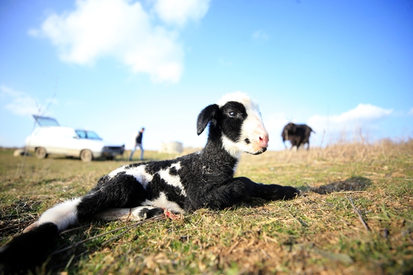 Foto - Besicilerin tatlı telaşı başladı