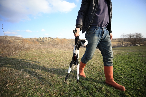 Foto - Besicilerin tatlı telaşı başladı