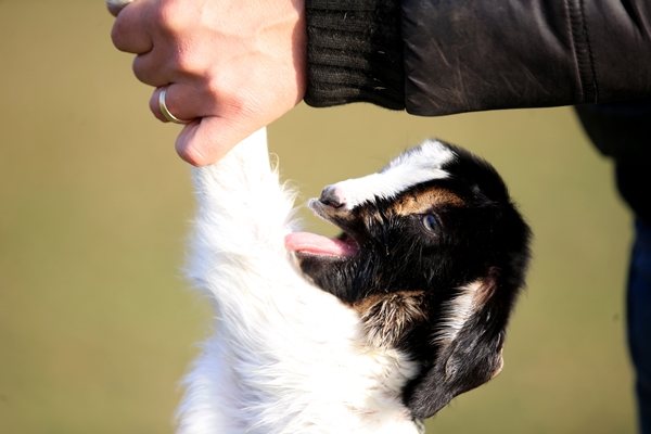 Foto - Besicilerin tatlı telaşı başladı