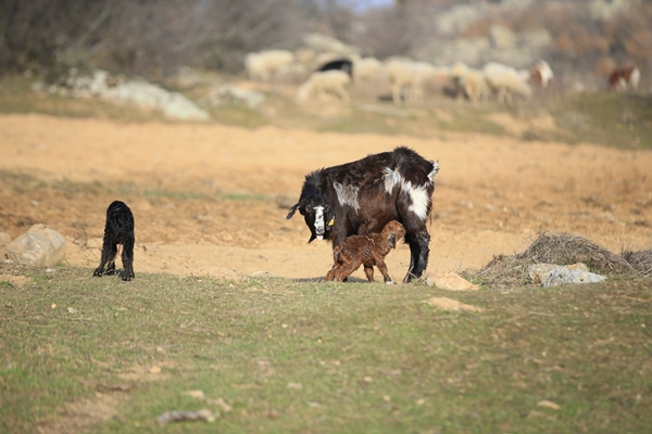 Foto - Besicilerin tatlı telaşı başladı