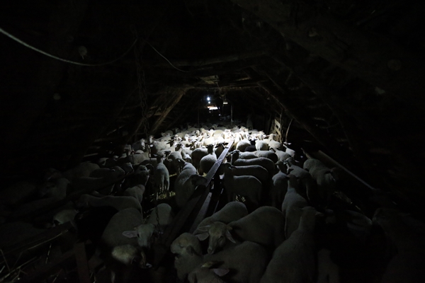 Foto - Besicilerin tatlı telaşı başladı