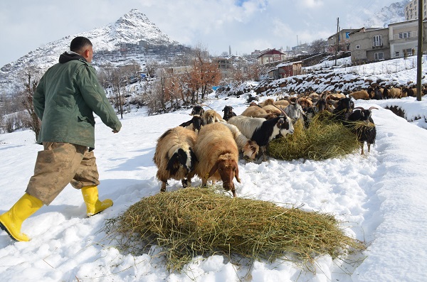 Foto - Besicilerin zorlu kış mesaisi
