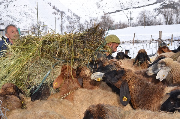 Foto - Besicilerin zorlu kış mesaisi
