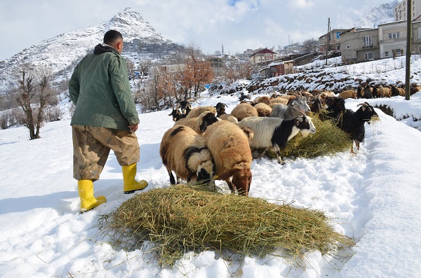 Foto - Besicilerin zorlu kış mesaisi
