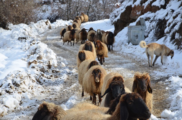 Foto - Besicilerin zorlu kış mesaisi