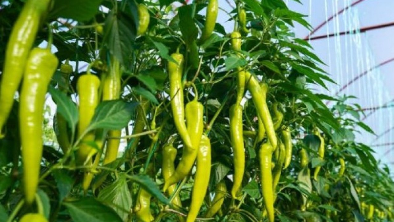 Foto - Beslenme uzmanı açıkladı! İşte uzun yaşamın anahtarı olan 8 besin