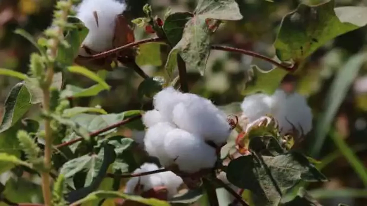 Foto - Beyaz altın hasadı başladı: Bu yıl 1,5 milyon tonu aşması bekleniyor... Verimli topraklarda yetişiyor