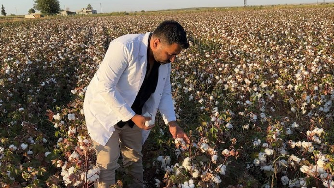 Foto - Beyaz altın hasadı başladı: Bu yıl 1,5 milyon tonu aşması bekleniyor... Verimli topraklarda yetişiyor