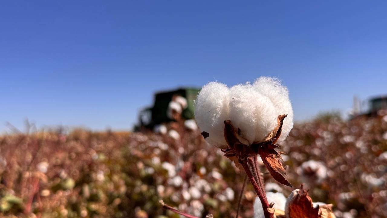 Foto - Beyaz altın hasadı başladı: Bu yıl 1,5 milyon tonu aşması bekleniyor... Verimli topraklarda yetişiyor