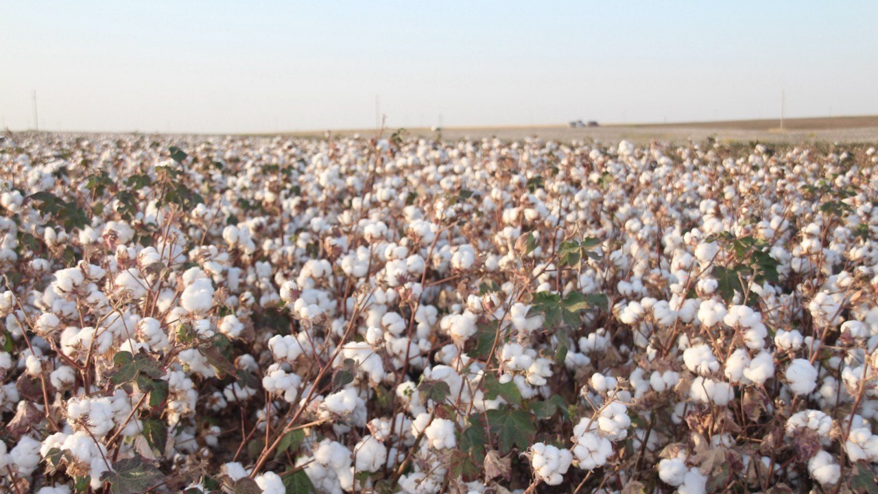 Beyaz altın hasadı başladı: Bu yıl 1,5 milyon tonu aşması bekleniyor... Verimli topraklarda yetişiyor