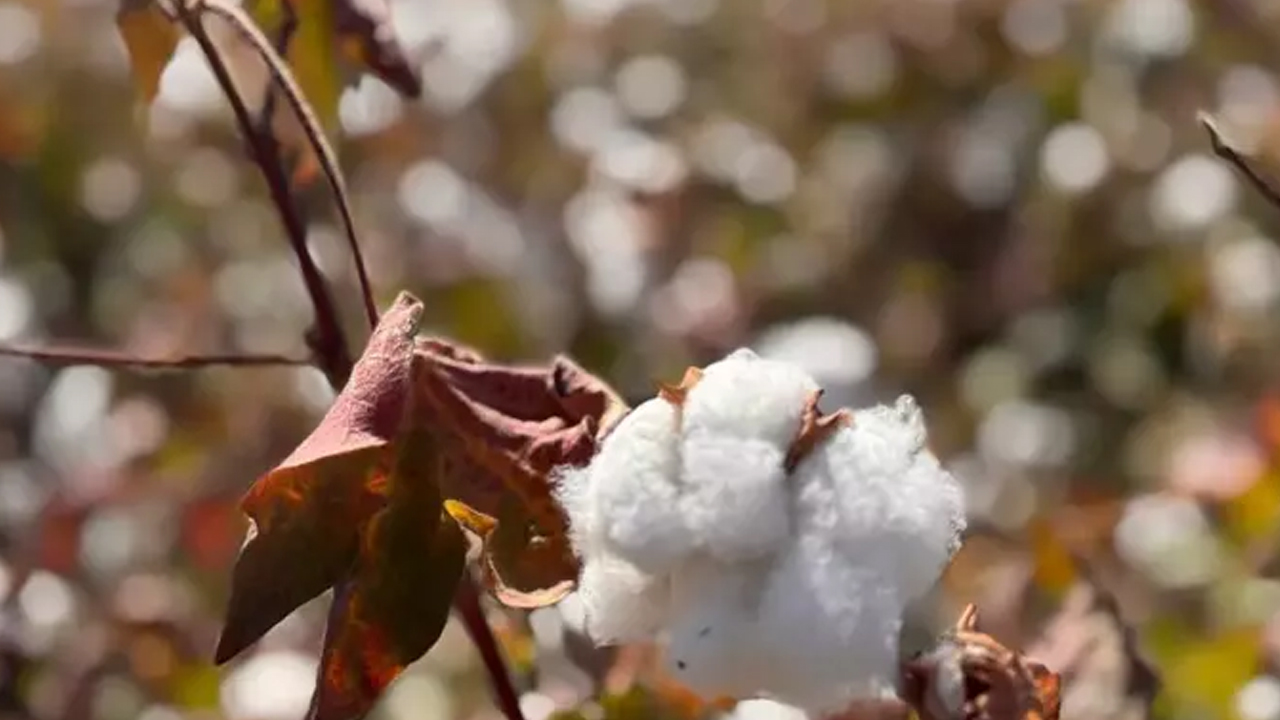 Foto - Beyaz altın hasadı başladı: Bu yıl 1,5 milyon tonu aşması bekleniyor... Verimli topraklarda yetişiyor