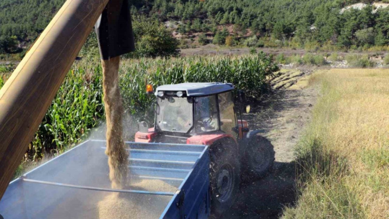 Foto - 'Beyaz altın'ın hasadı başladı: Fiyatı ne kadar olacak?