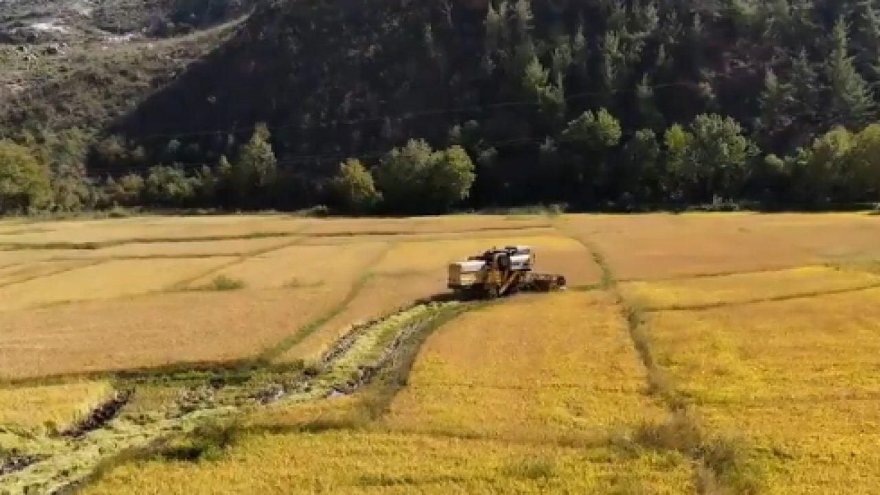 Foto - 'Beyaz altın'ın hasadı başladı: Fiyatı ne kadar olacak?