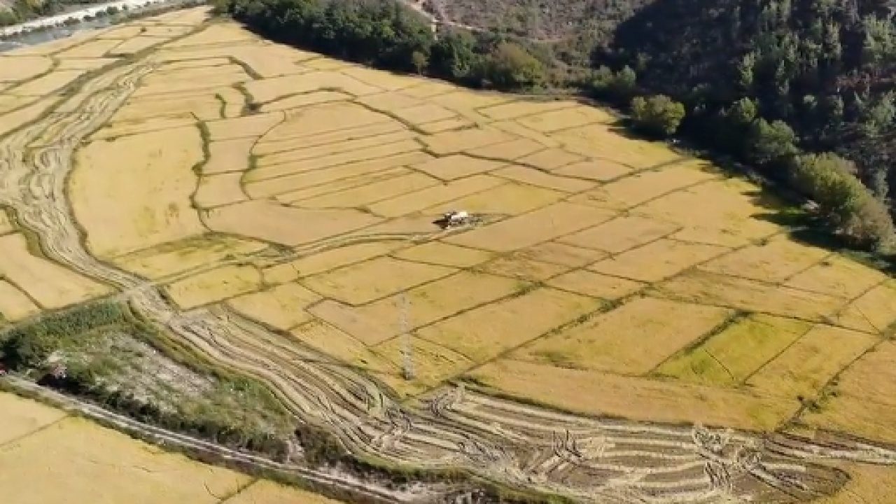 'Beyaz altın'ın hasadı başladı: Fiyatı ne kadar olacak?