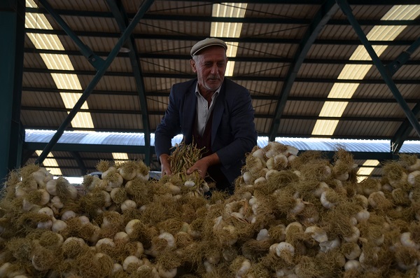 Foto - Beyaz altın pazara indi... İşte fiyatı!