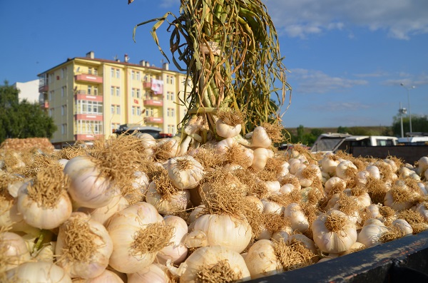 Foto - Beyaz altın pazara indi... İşte fiyatı!