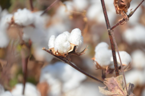 Foto - ‘Beyaz altın’da flaş gelişme