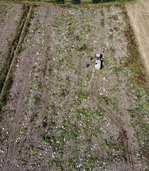 Foto - 'Beyaz elmas' için hasat zamanı