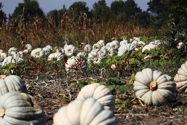 Foto - 'Beyaz elmas' için hasat zamanı