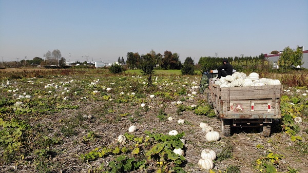 Foto - 'Beyaz elmas' için hasat zamanı