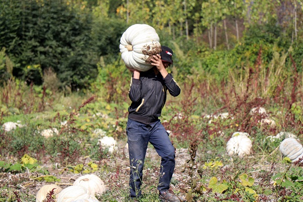 Foto - 'Beyaz elmas' için hasat zamanı