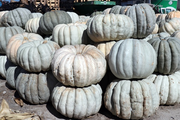 Foto - 'Beyaz elmas' için hasat zamanı