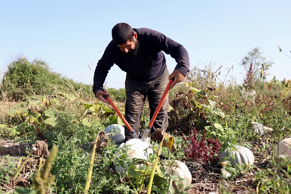 Foto - 'Beyaz elmas' için hasat zamanı
