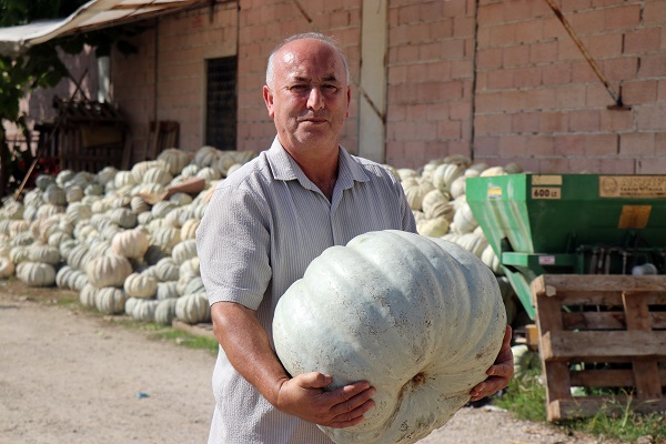 Foto - 'Beyaz elmas' için hasat zamanı