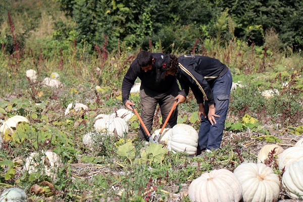 Foto - 'Beyaz elmas' için hasat zamanı