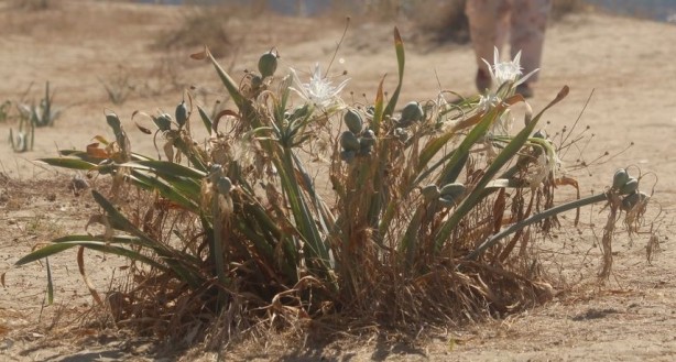 Foto - Beyaz gelinler can çekişiyor! Bu çiçeği koparmanın cezası 244 bin TL