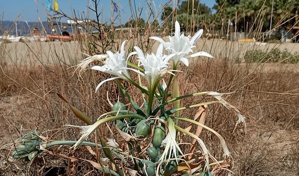 Foto - Beyaz gelinler can çekişiyor! Bu çiçeği koparmanın cezası 244 bin TL