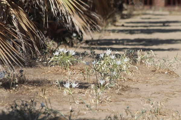 Foto - Beyaz gelinler can çekişiyor! Bu çiçeği koparmanın cezası 244 bin TL
