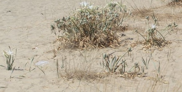 Foto - Beyaz gelinler can çekişiyor! Bu çiçeği koparmanın cezası 244 bin TL