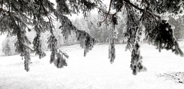 Foto - Beyaz örtüyle kaplanan Abant'ta kartpostallık muhteşem kareler