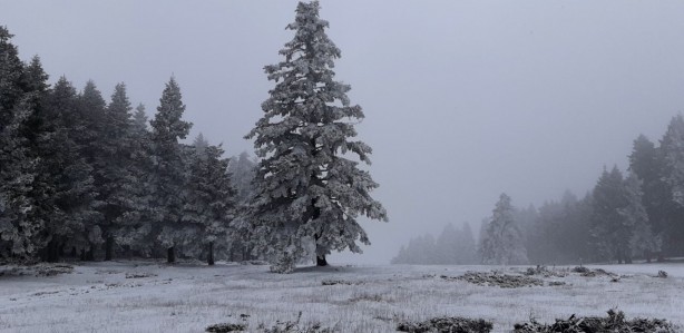 Foto - Beyaz örtüyle kaplanan Abant'ta kartpostallık muhteşem kareler