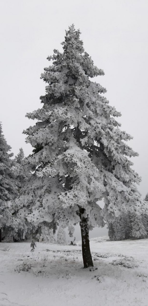 Foto - Beyaz örtüyle kaplanan Abant'ta kartpostallık muhteşem kareler