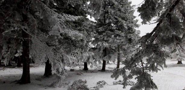 Foto - Beyaz örtüyle kaplanan Abant'ta kartpostallık muhteşem kareler
