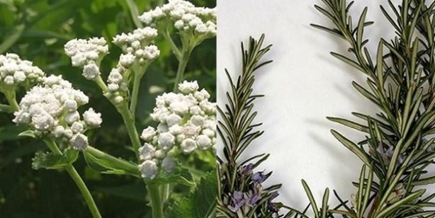 Foto - Beyaz saçlardan patates ile kurtulun: Saç beyazlamasının dermanı doğal yolu ezberleri bozdu! Değişiklik yapın