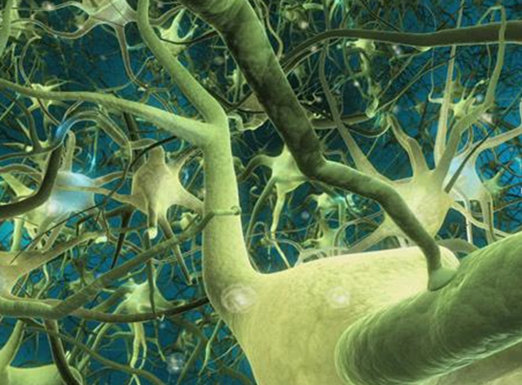 Beyin fonksiyonlarına zirve yaptıran 10 besin