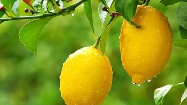 Foto - Beyin sağlığınızı korumak için limon tüketin!