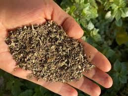 Foto - Beyin toniği gibi 5 baharat! Duyan şoke oldu: Baş dönmesini şıp diye kesiyor! Ortaya çıktı