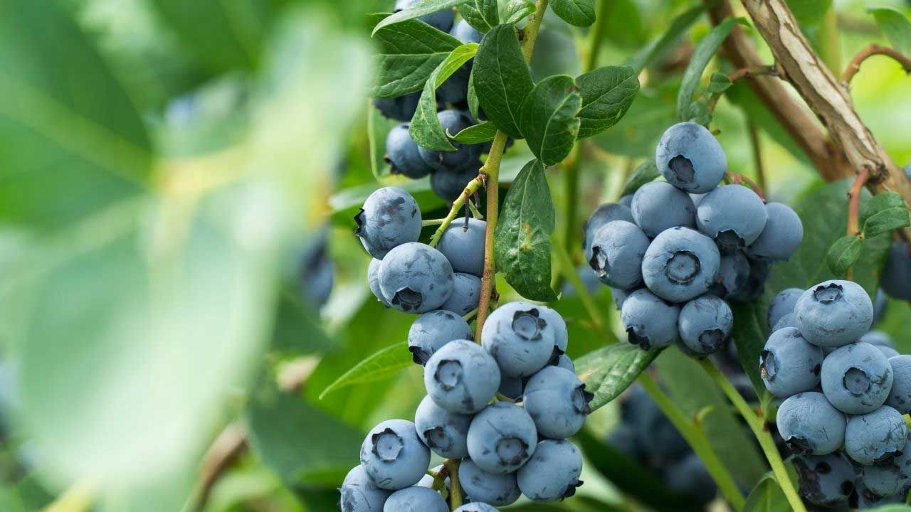 Foto - Beyin ve kalbin dostu, şifa deposu: Bu meyveyi tüketenin bedeni zıpkın, hafızası zehir gibi oluyor