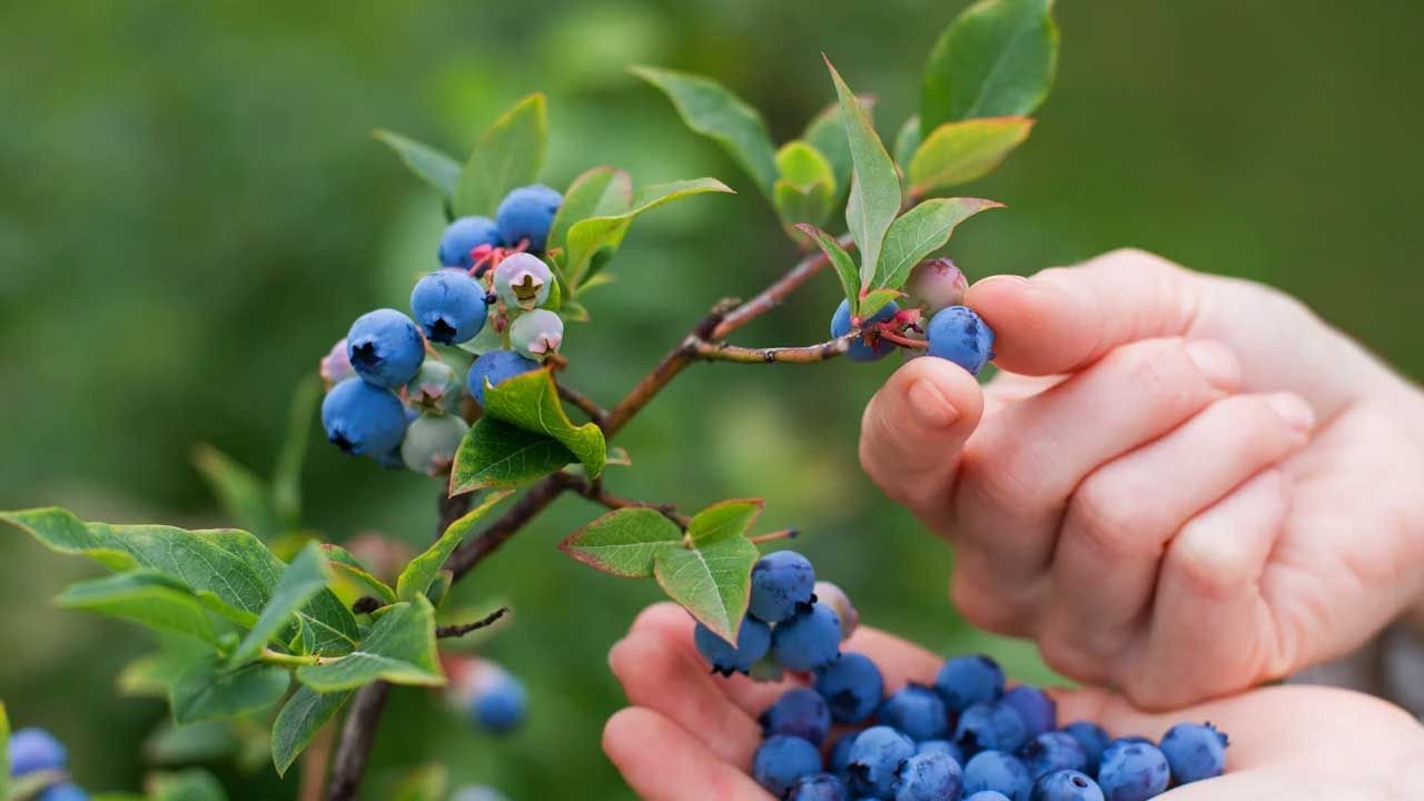 Foto - Beyin ve kalbin dostu, şifa deposu: Bu meyveyi tüketenin bedeni zıpkın, hafızası zehir gibi oluyor