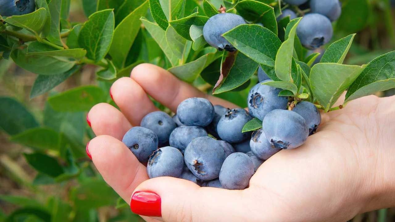 Foto - Beyin ve kalbin dostu, şifa deposu: Bu meyveyi tüketenin bedeni zıpkın, hafızası zehir gibi oluyor
