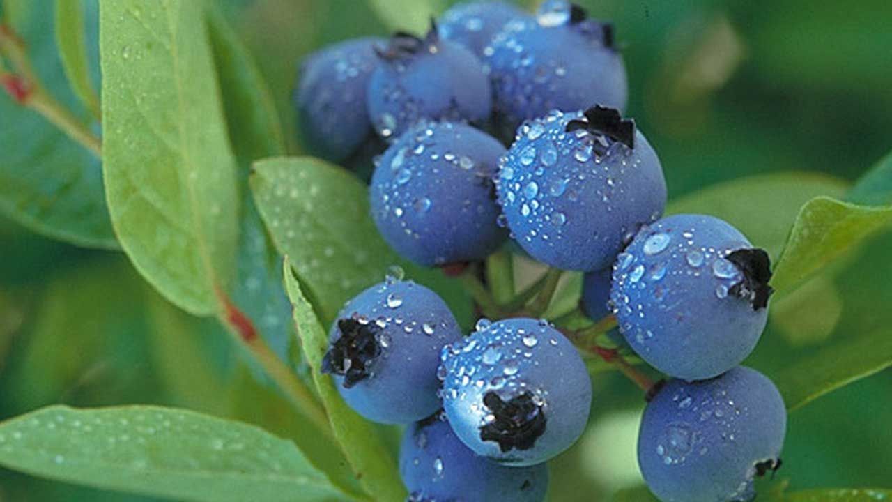 Foto - Beyin ve kalbin dostu, şifa deposu: Bu meyveyi tüketenin bedeni zıpkın, hafızası zehir gibi oluyor