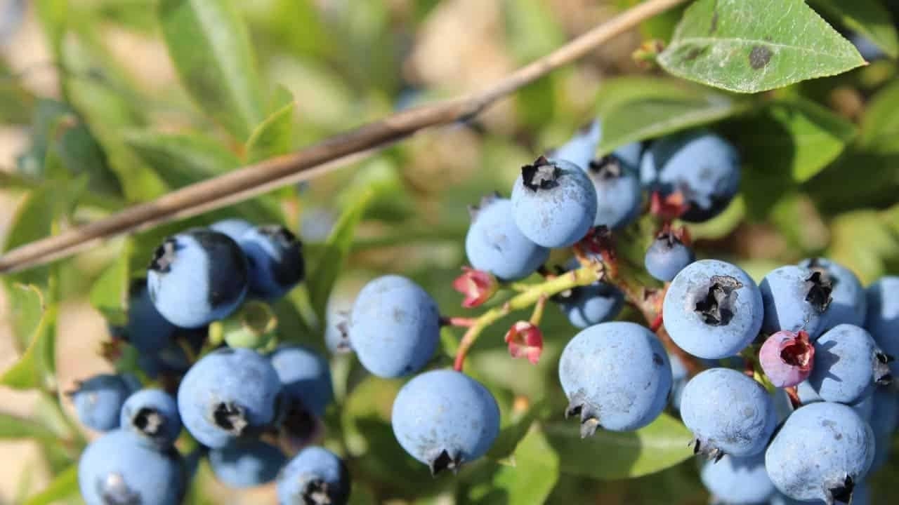 Foto - Beyin ve kalbin dostu, şifa deposu: Bu meyveyi tüketenin bedeni zıpkın, hafızası zehir gibi oluyor