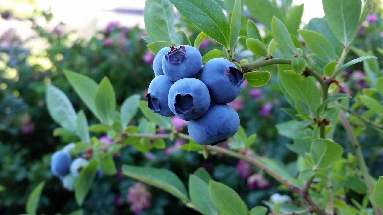 Foto - Beyin ve kalbin dostu, şifa deposu: Bu meyveyi tüketenin bedeni zıpkın, hafızası zehir gibi oluyor