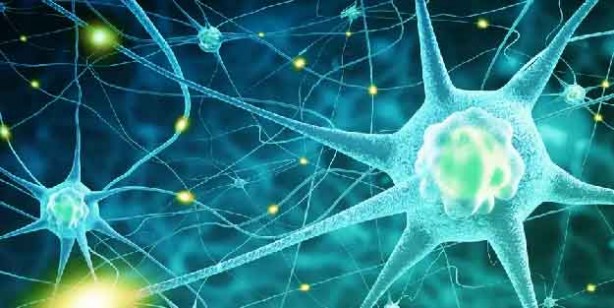 Foto - Beyin ve sinir sistemi için en faydalı 6 besin