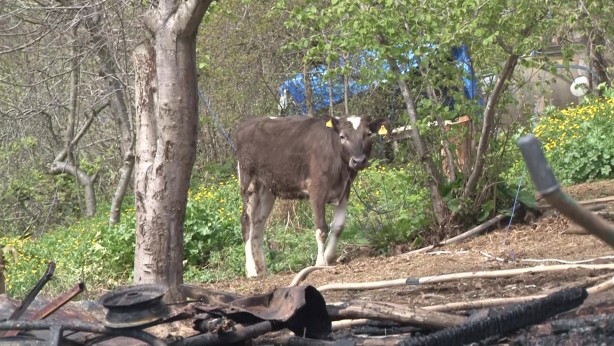 Foto - Beykoz’da ahır yandı, 2 hayvan telef oldu