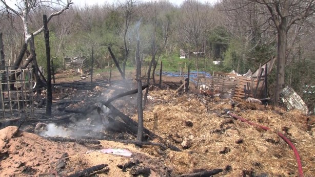 Foto - Beykoz’da ahır yandı, 2 hayvan telef oldu